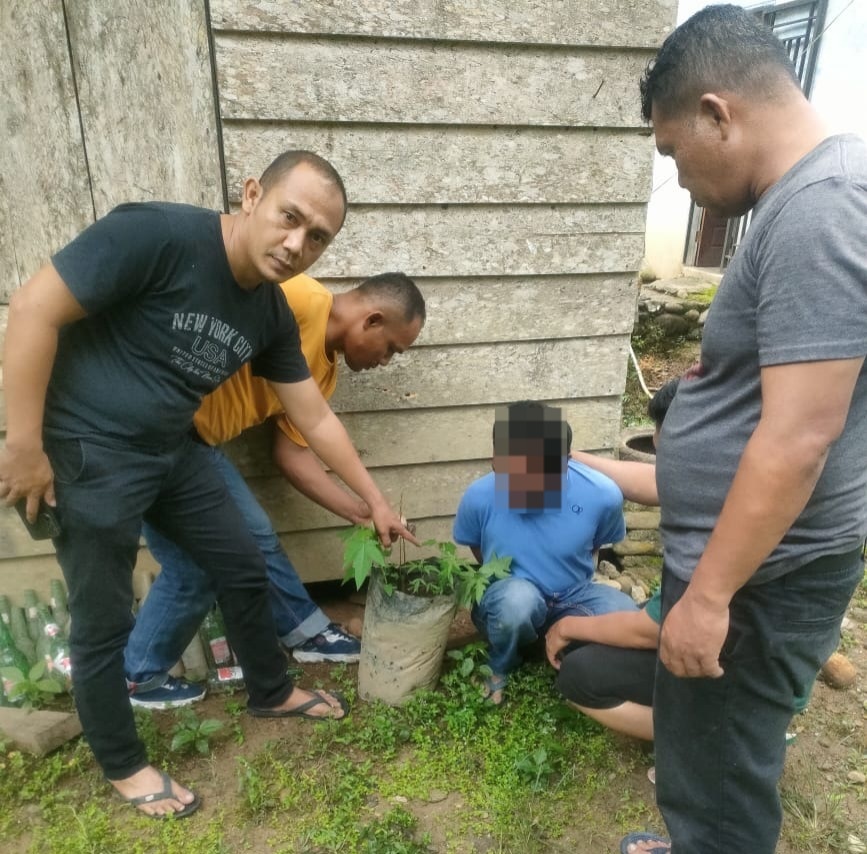 Tersangka AY yang kedapatan menanam pohon Ganja dibelakang rumah ditangkap petugas Polres Pasaman Barat